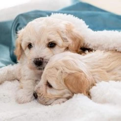 Hot Sale ๐ Personalised ๐ฆฎ Dog & Puppy Velvet Blanket By Lords & Labradors ๐ 16 Hot Sale ๐ Personalised ๐ฆฎ Dog & Puppy Velvet Blanket By Lords & Labradors ๐ -Lords & Labradors Sales personalised dog puppy velvet blanket by lords labradors duck egg dogs