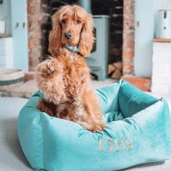 Brand new 🧨 Lords & Labradors Personalised Luxury Velvet Box Bed For 🦮 Dogs 🛒 -Lords & Labradors Sales personalised luxury velvet box bed for dogs duck egg dog