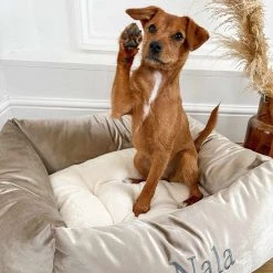 Brand new 🧨 Lords & Labradors Personalised Luxury Velvet Box Bed For 🦮 Dogs 🛒 -Lords & Labradors Sales personalised luxury velvet box bed for dogs mushroom velvet dog