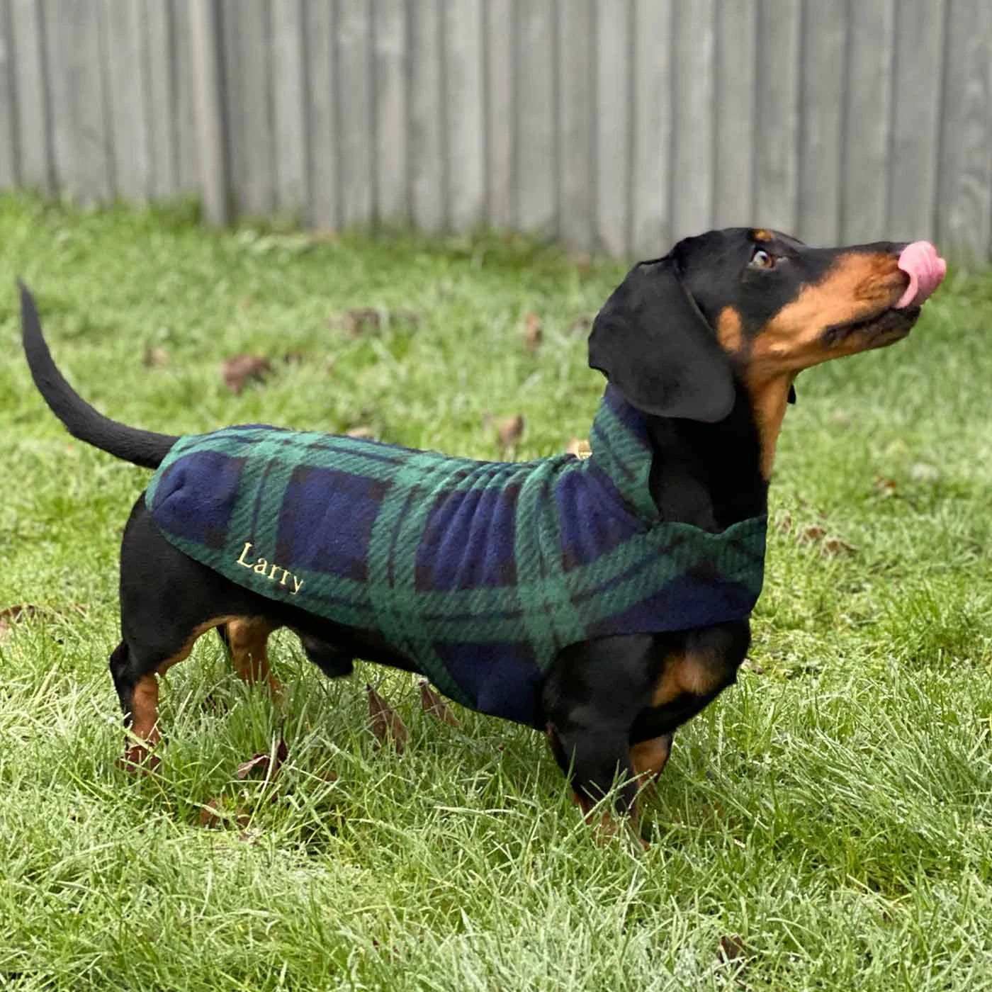 New 👏 Personalised Miniature Dachshund Fleece by Lords & Labradors 😀 2 New 👏 Personalised Miniature Dachshund Fleece by Lords & Labradors 😀 - Image 2