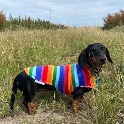 New 👏 Personalised Miniature Dachshund Fleece by Lords & Labradors 😀 34 New 👏 Personalised Miniature Dachshund Fleece by Lords & Labradors 😀 -Lords & Labradors Sales personalised miniature dachshund fleece by lords labradors rainbow field lifestyle