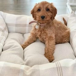 Best reviews of 🎉 Lords & Labradors Personalised Neutral Tweed Box Bed For 🐕 Dogs 👏 -Lords & Labradors Sales personalised neutral tweed box bed for dogs natural dog bed lifestyle