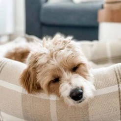 Best reviews of 🎉 Lords & Labradors Personalised Neutral Tweed Box Bed For 🐕 Dogs 👏 -Lords & Labradors Sales personalised neutral tweed box bed for dogs natural dog close up