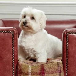 Lords & Labradors Sales -Lords & Labradors Sales personalised tetford dog chesterfield in berry leather lifestyle