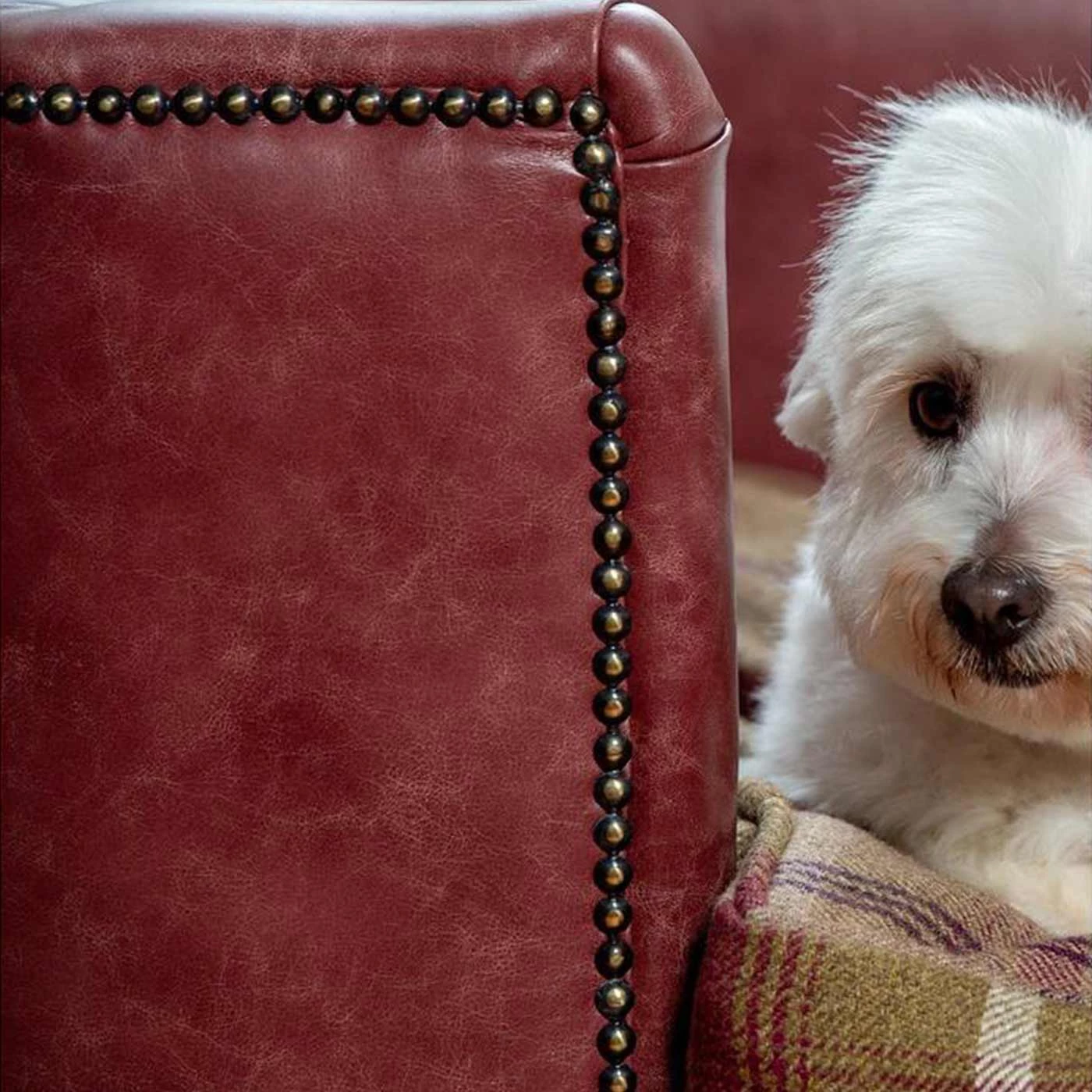 Discount 😍 Lords & Labradors Personalised Tetford 🐶 Dog Chesterfield in Berry Leather ✔️ 4 Discount 😍 Lords & Labradors Personalised Tetford 🐶 Dog Chesterfield in Berry Leather ✔️ - Image 4