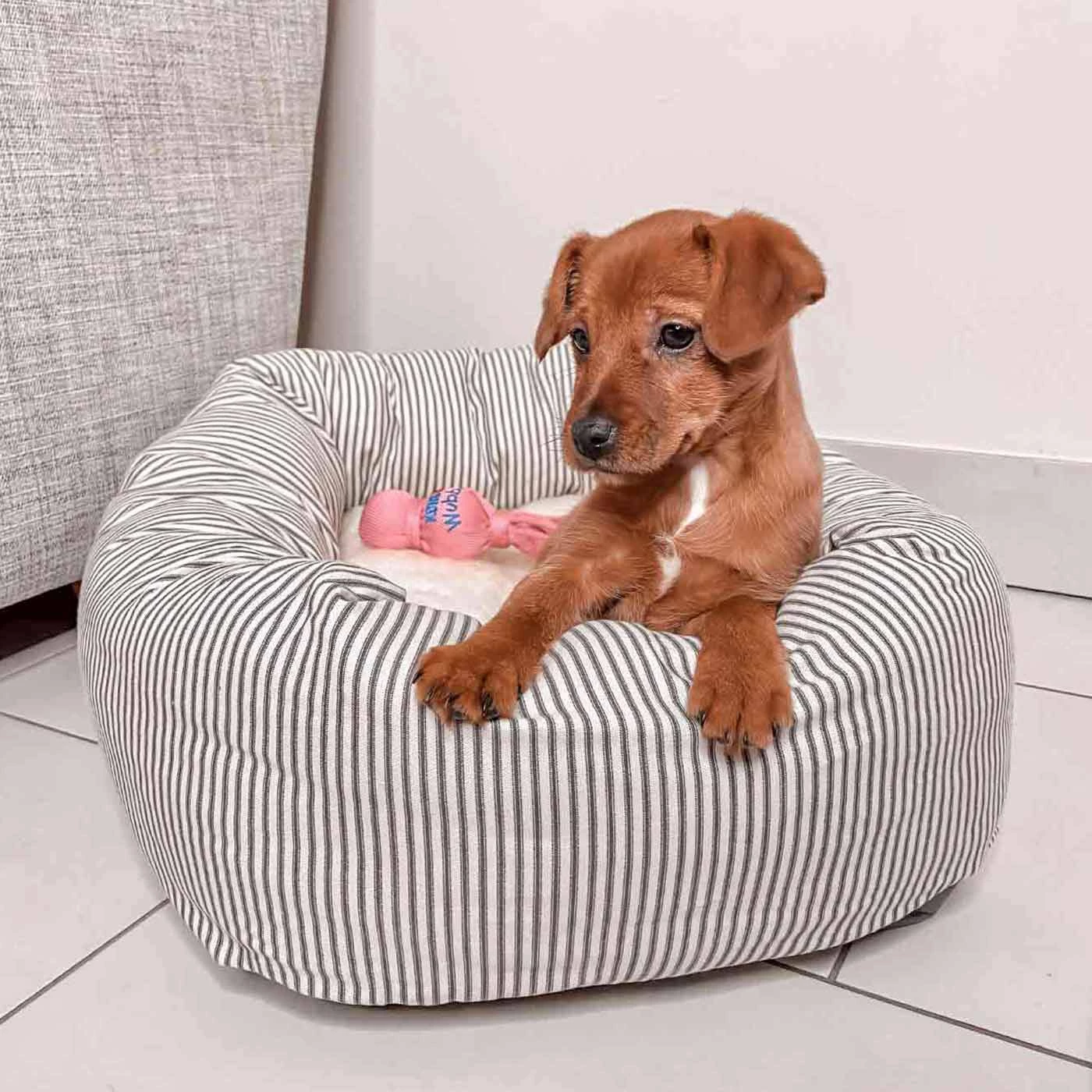 Promo 😍 Lords & Labradors Puppy Essentials Pack - Toy/Small Breeds 🌟 2 Promo 😍 Lords & Labradors Puppy Essentials Pack - Toy/Small Breeds 🌟 - Image 2