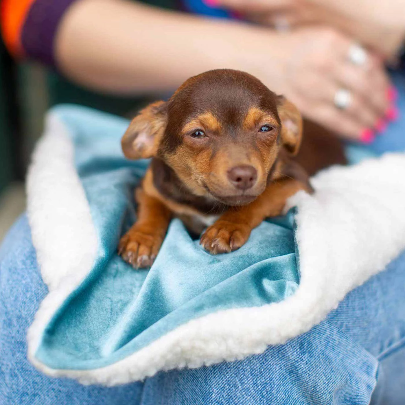 Promo 😍 Lords & Labradors Puppy Essentials Pack - Toy/Small Breeds 🌟 16 Promo 😍 Lords & Labradors Puppy Essentials Pack - Toy/Small Breeds 🌟 - Image 16