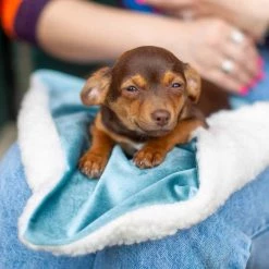 Coupon 😀 Lords & Labradors Puppy Essentials Pack - Large/Giant Breeds 🧨 -Lords & Labradors Sales puppy scent blanket duck egg ea35e0bb 3e27 422e 9e8d d5f6531c469e