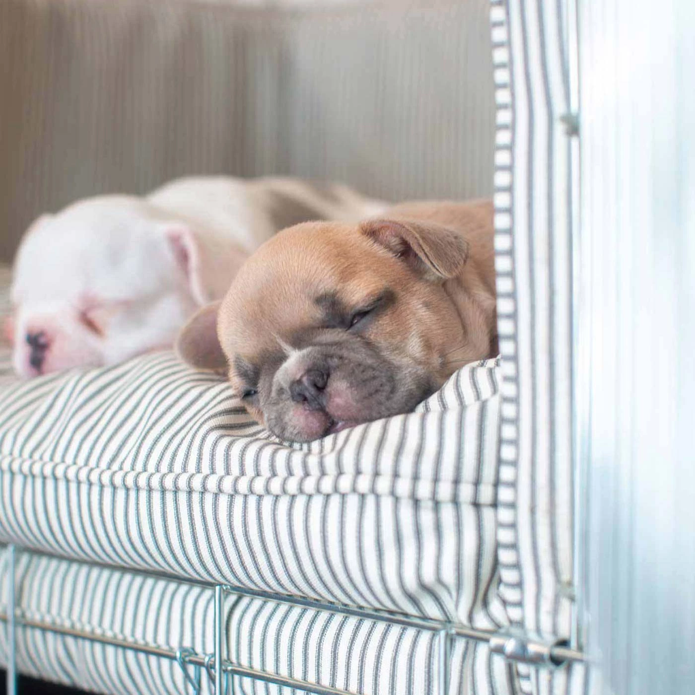 Flash Sale ๐ฅ Dog Cushion in Regency Stripe by Lords & Labradors โ๏ธ 2 Flash Sale ๐ฅ Dog Cushion in Regency Stripe by Lords & Labradors โ๏ธ - Image 2