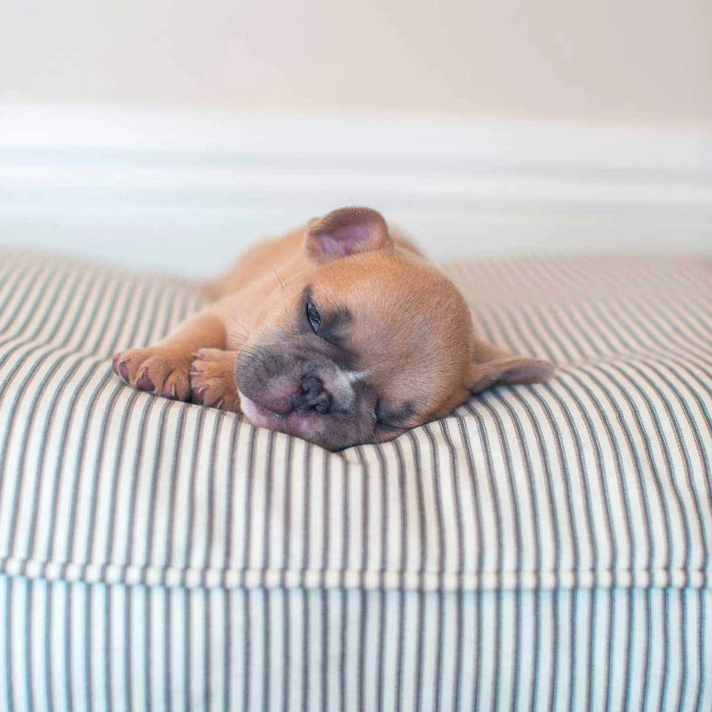 Flash Sale ๐ฅ Dog Cushion in Regency Stripe by Lords & Labradors โ๏ธ 3 Flash Sale ๐ฅ Dog Cushion in Regency Stripe by Lords & Labradors โ๏ธ - Image 3