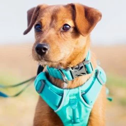 Coupon ๐ Lords & Labradors Outlet RuffWear Front Range Harness ๐