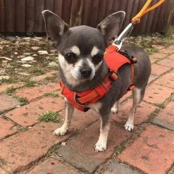 Budget π― RuffWear Hi & Light Harness β¨