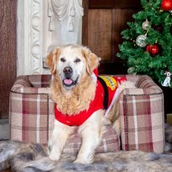 Best reviews of 🔥 Lords & Labradors Tetford Square Chesterfield in Mulberry Tweed 💯