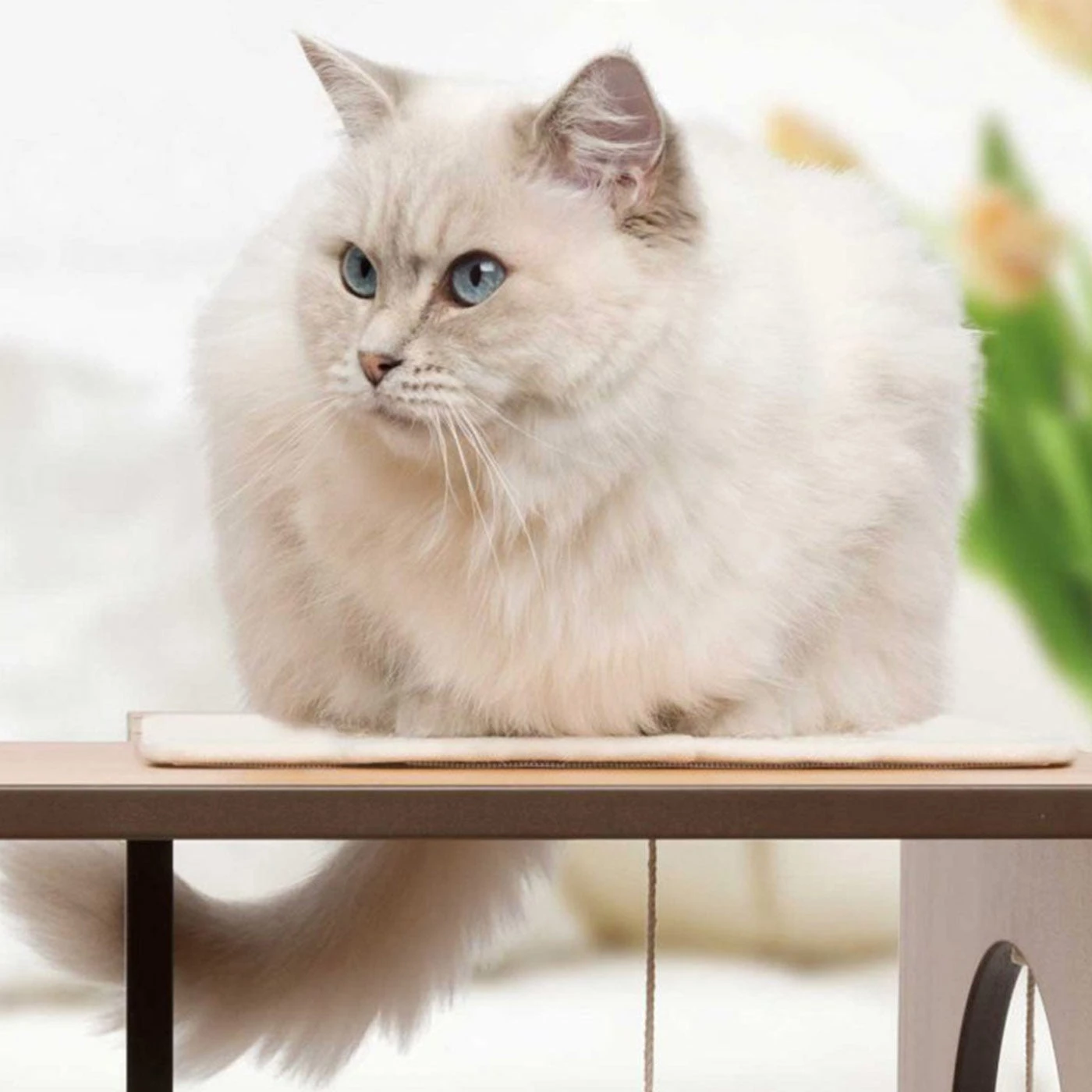 Best deal ๐ Vesper Box Large - Cozy Cube Cat Furniture ๐คฉ 2 Best deal ๐ Vesper Box Large - Cozy Cube Cat Furniture ๐คฉ - Image 2