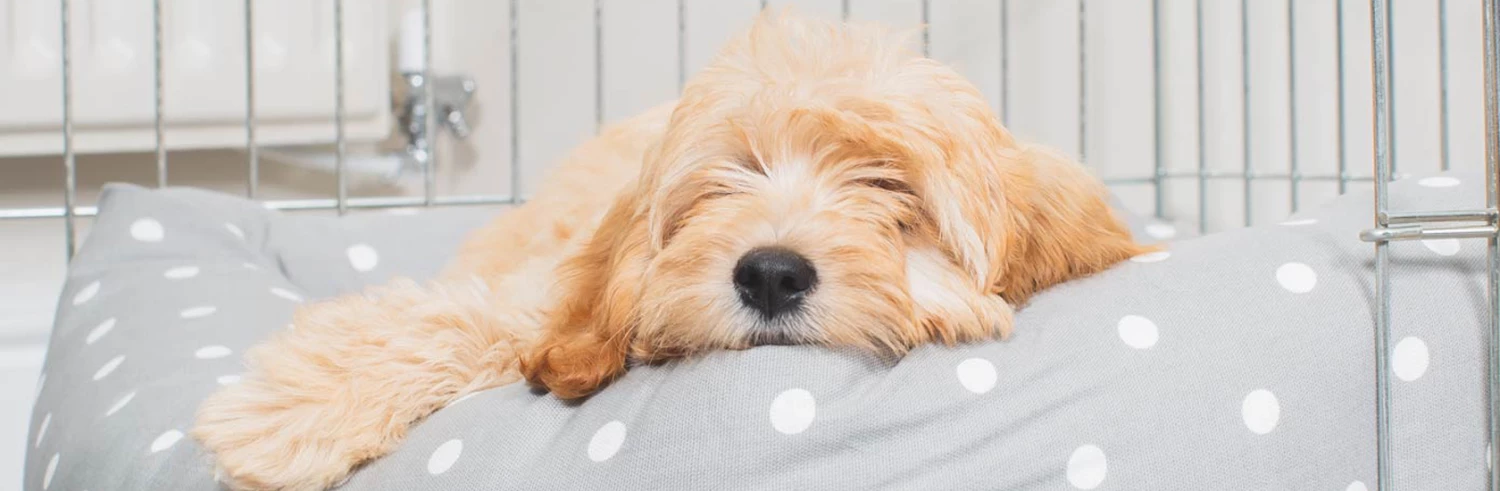 Lords & Labradors Sales -Lords & Labradors Sales 未标题 1 恢复的 1