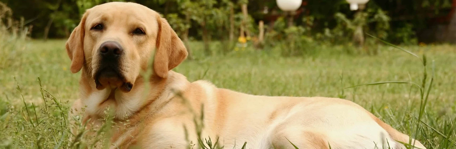 Lords & Labradors Sales -Lords & Labradors Sales 未标题 1 恢复的